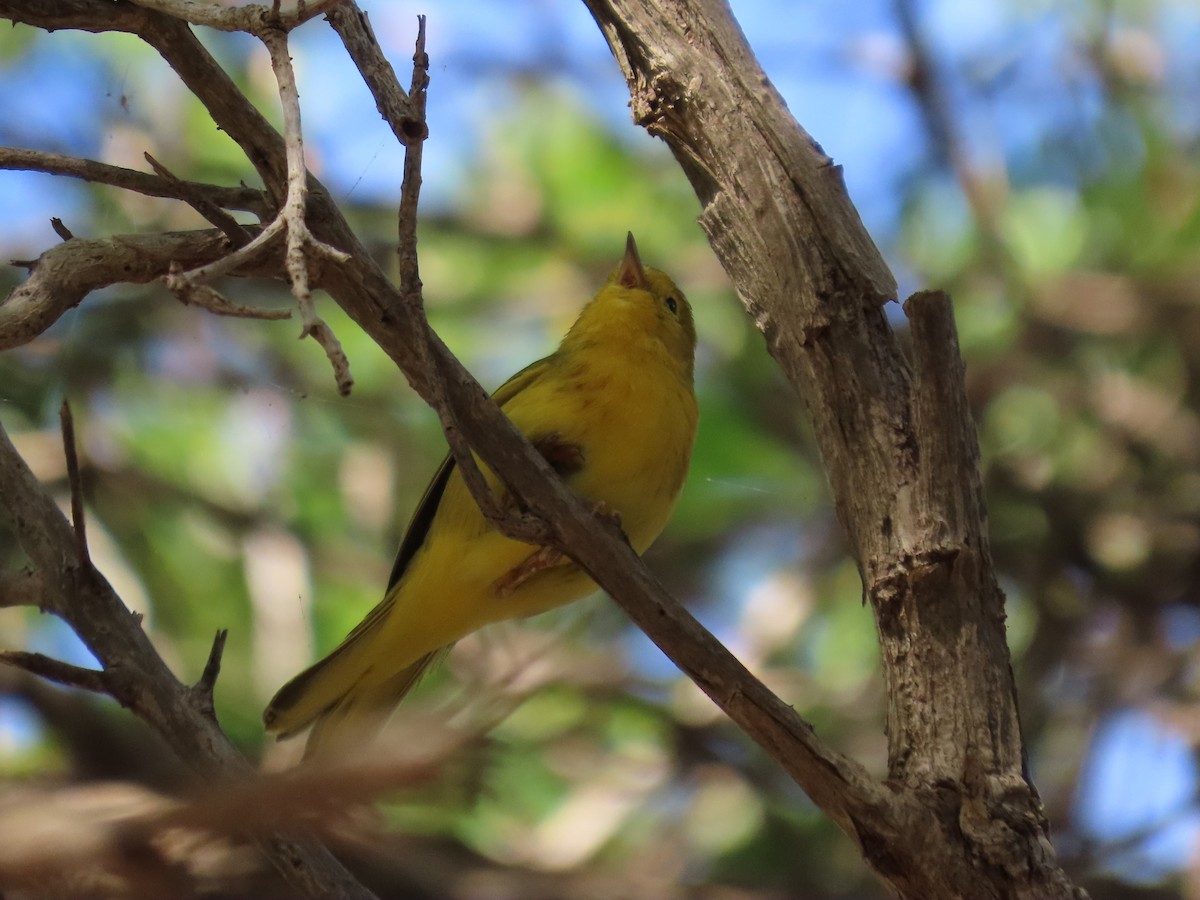 Northern Yellow Warbler - ML646359760