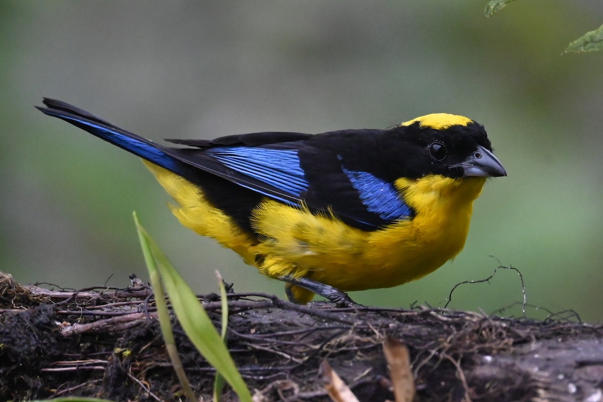 Blue-winged Mountain Tanager - ML646359764