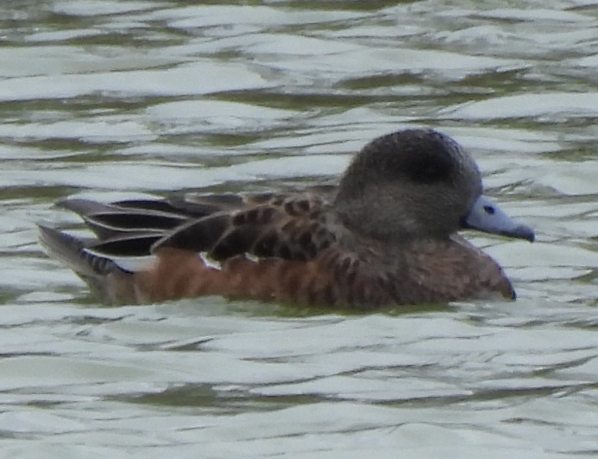 American Wigeon - ML646359765