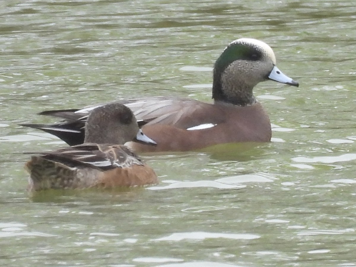 American Wigeon - ML646359766