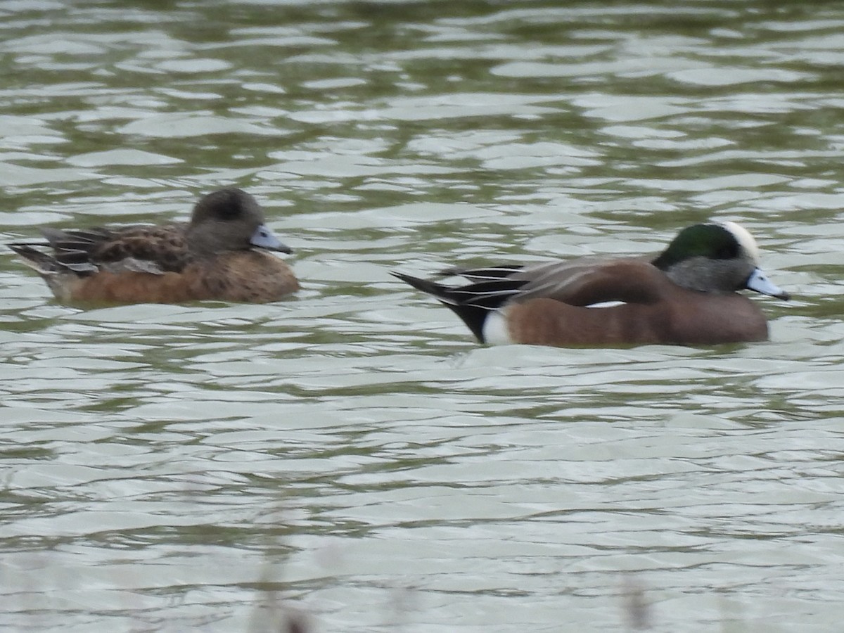 American Wigeon - ML646359767