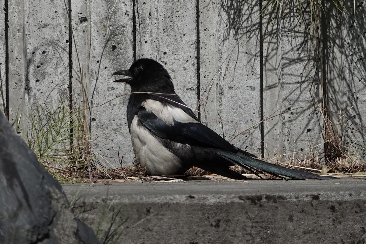 Hudsonelster - ML646359769