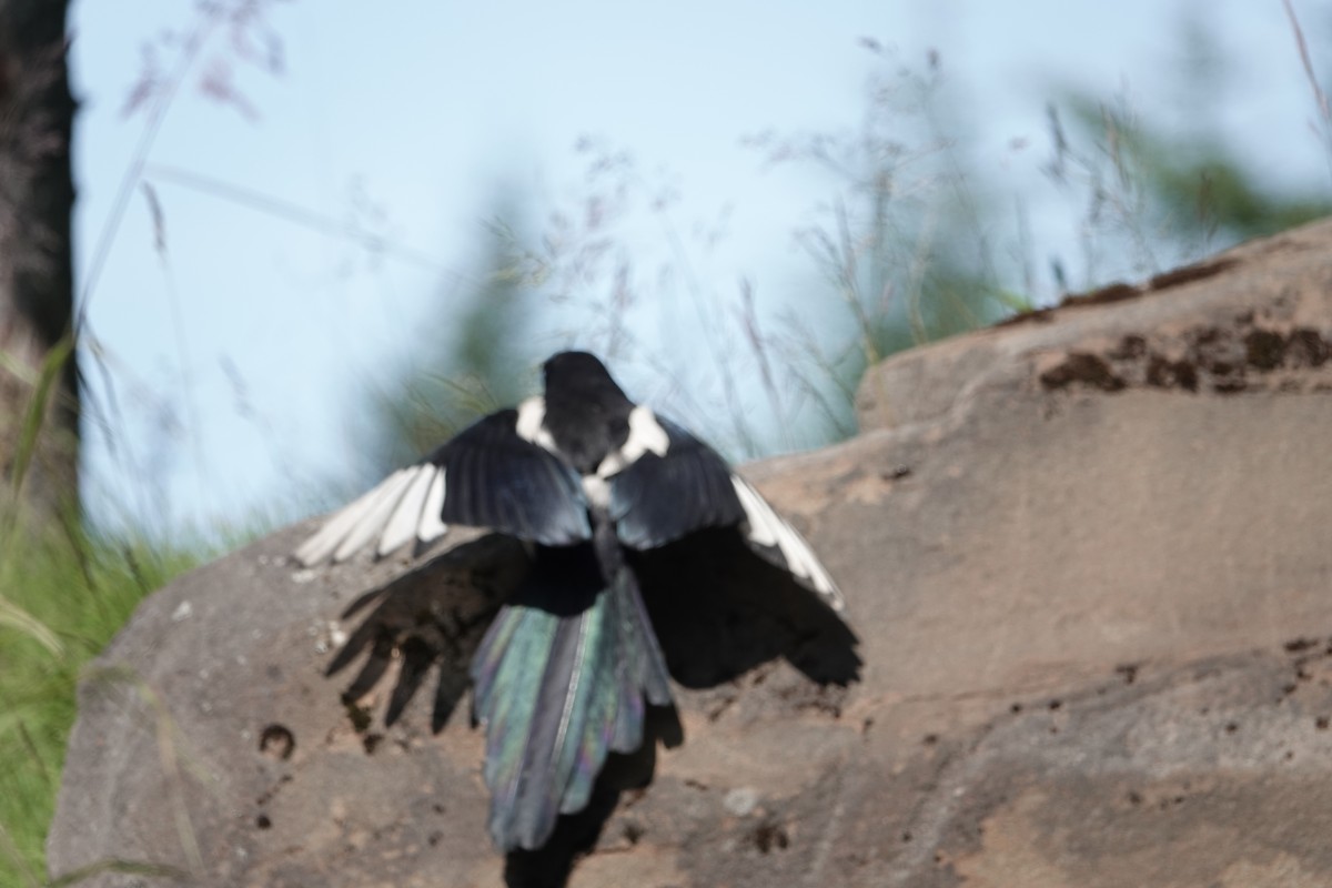 Hudsonelster - ML646359771