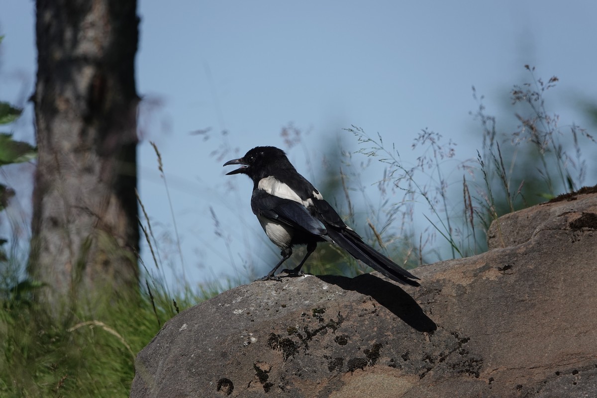 Hudsonelster - ML646359772