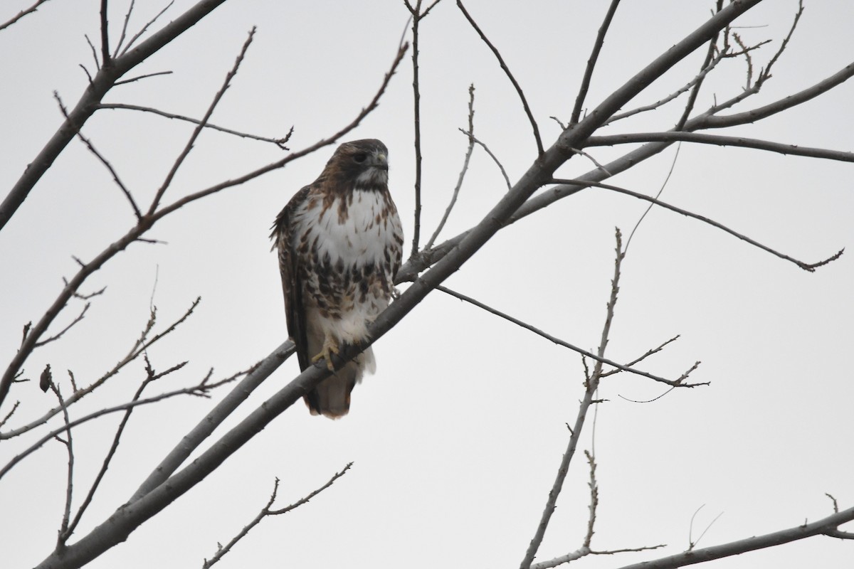 Red-tailed Hawk - ML646359786