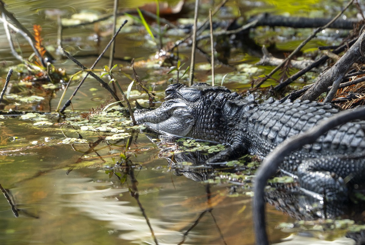 Animals - ML646359789