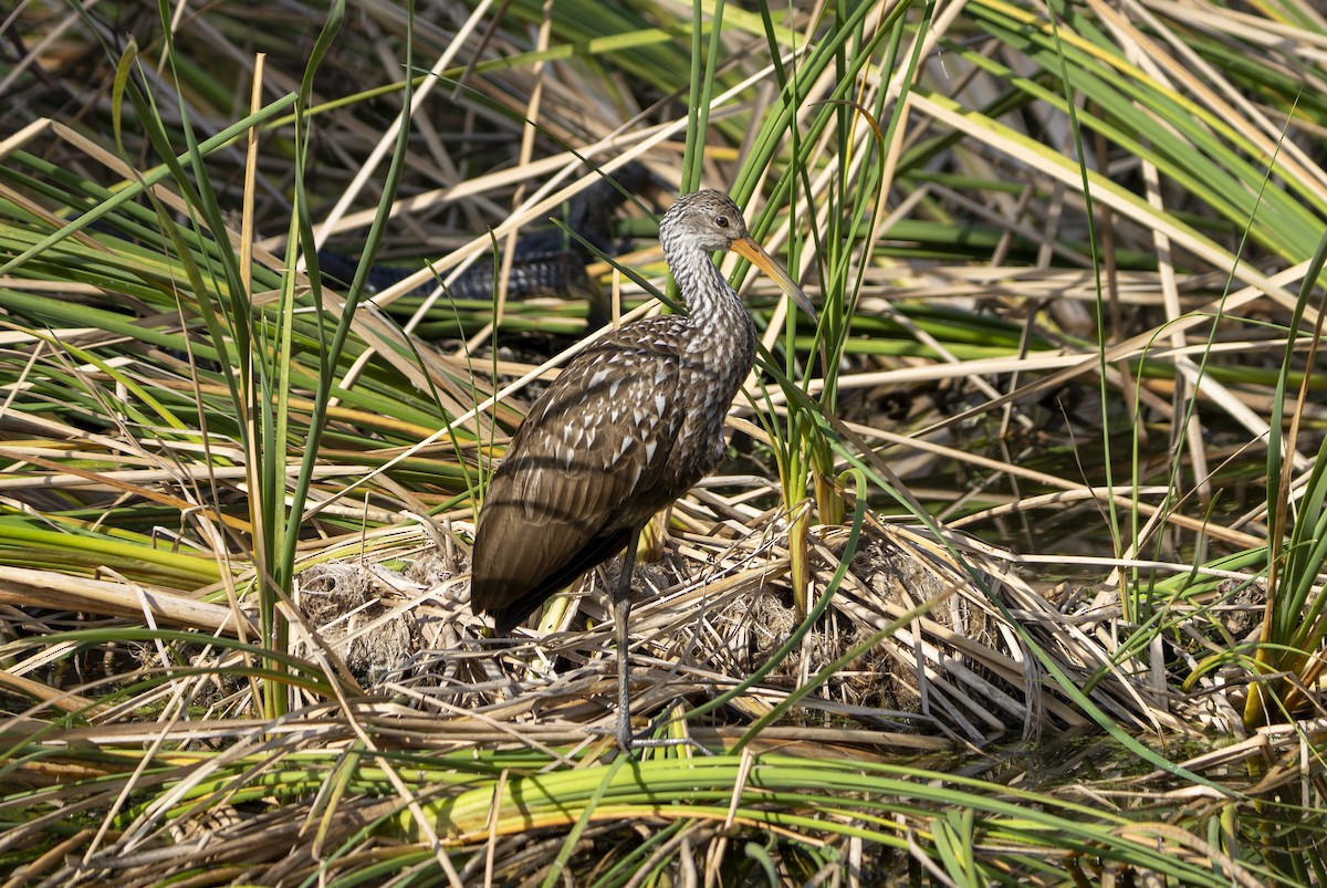 riksetrane - ML646359797