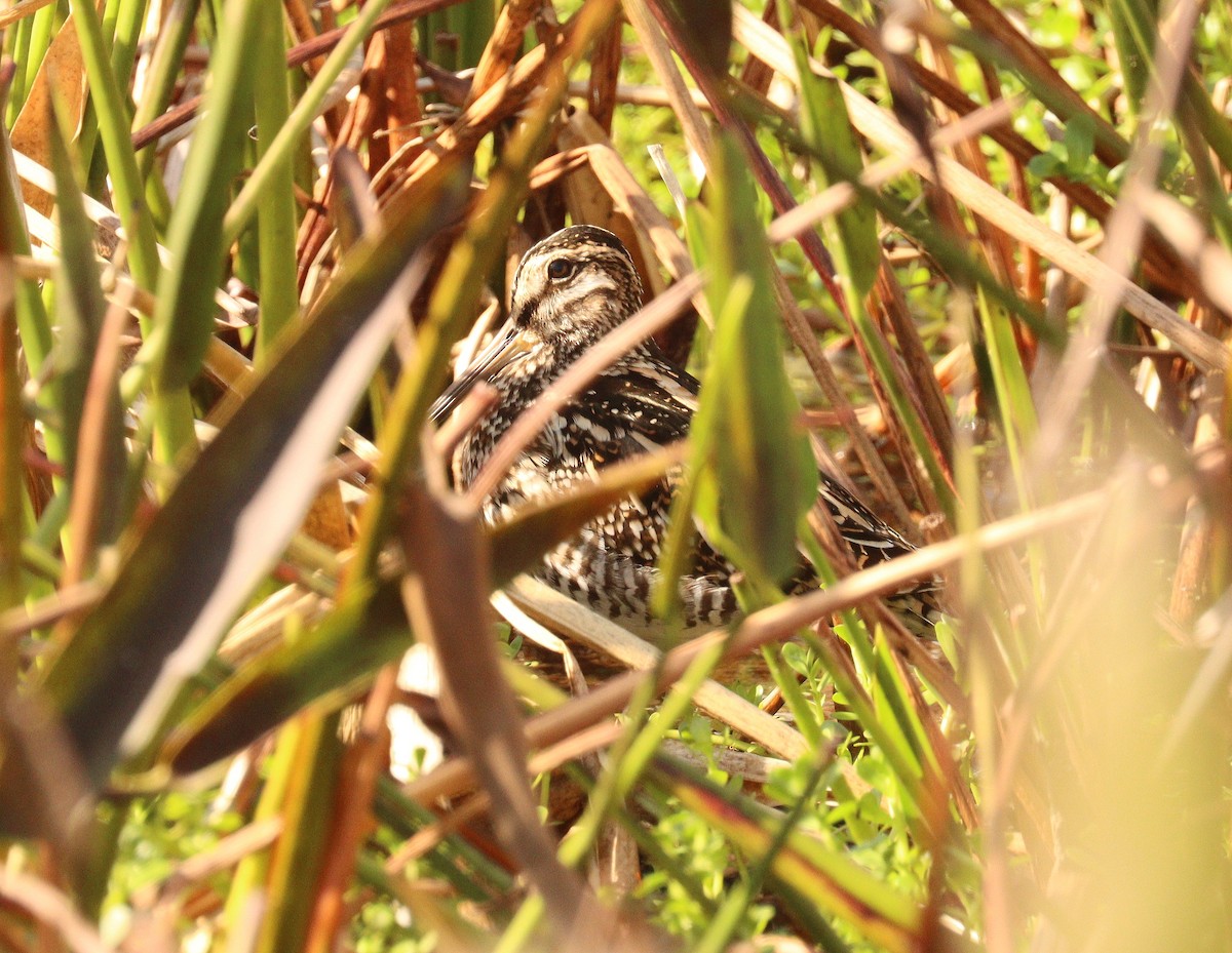 kanadabekkasin - ML646359798