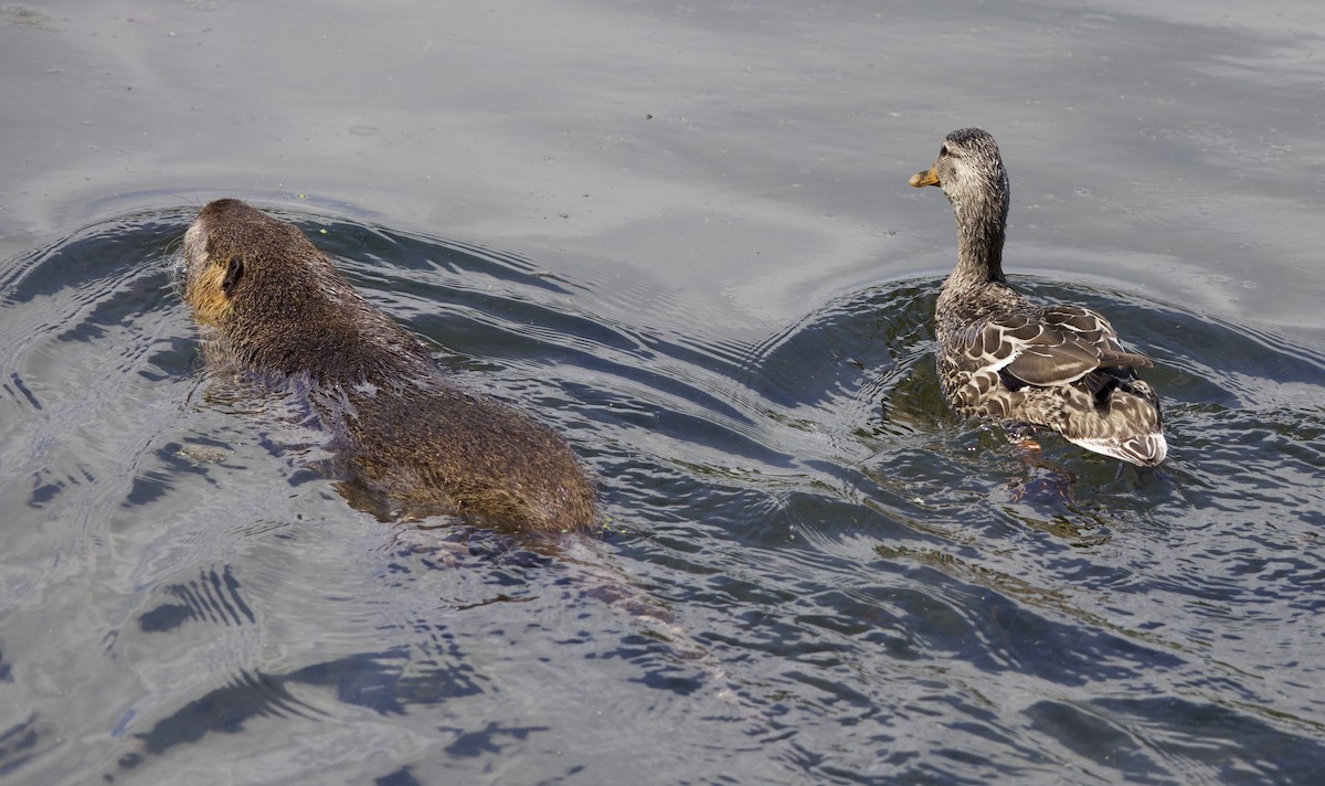 stokkand - ML646359799