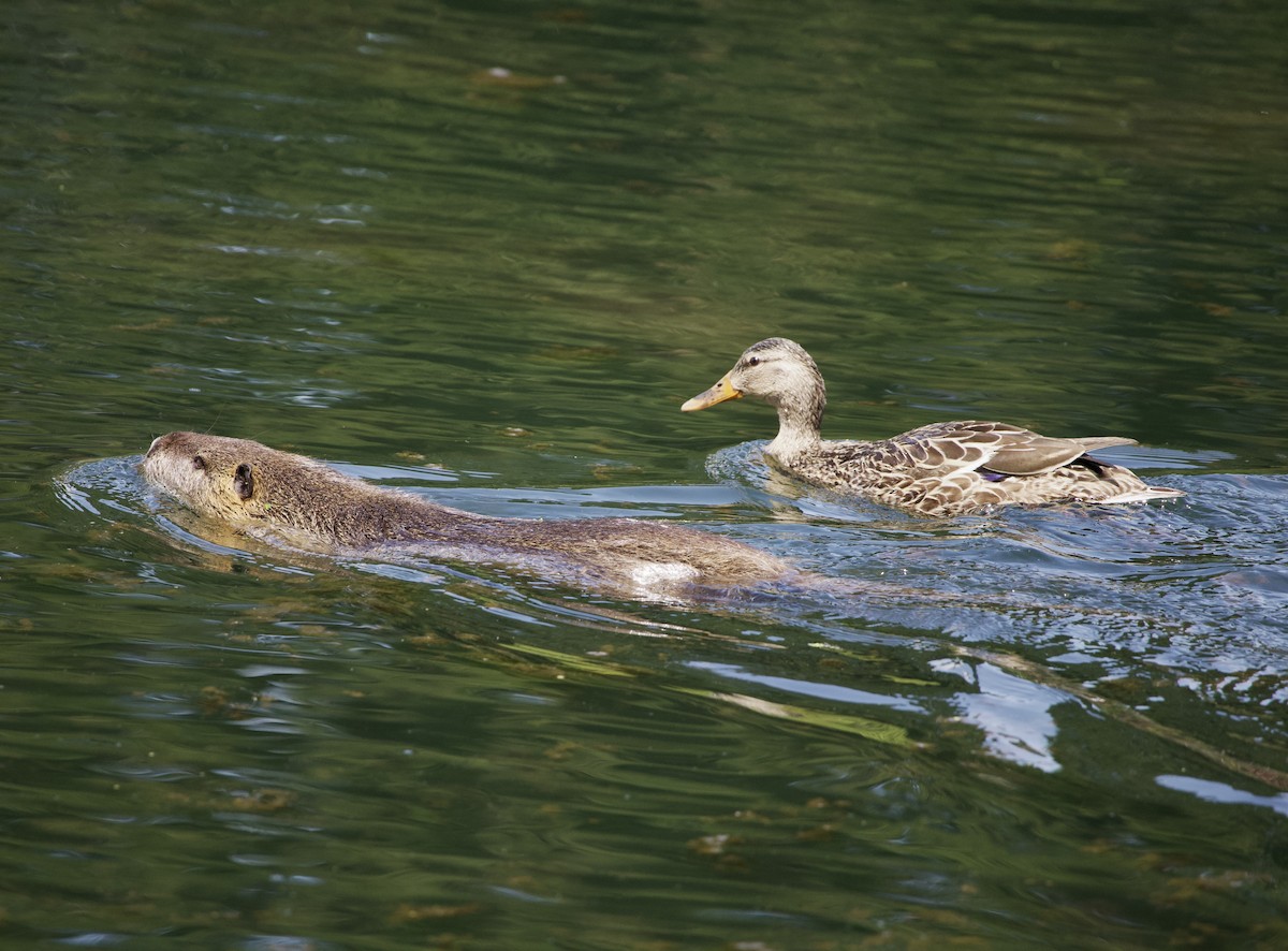 stokkand - ML646359800