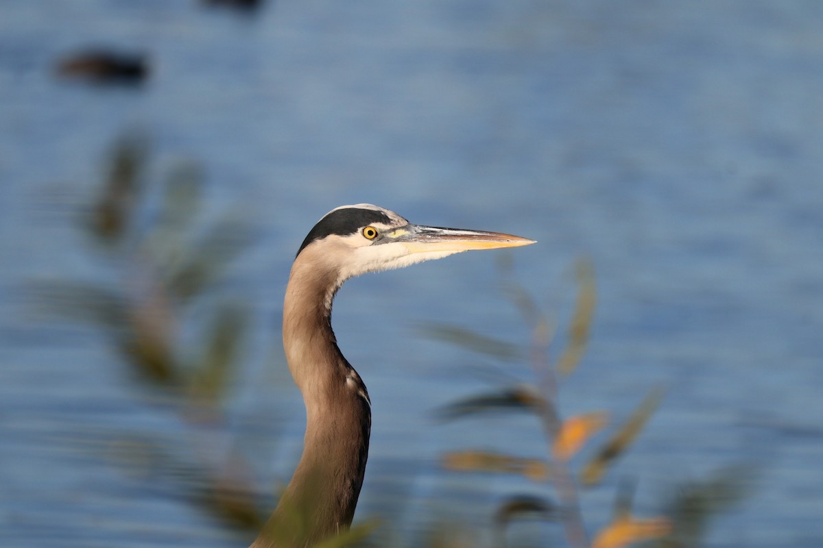 herodiashegre - ML646359801