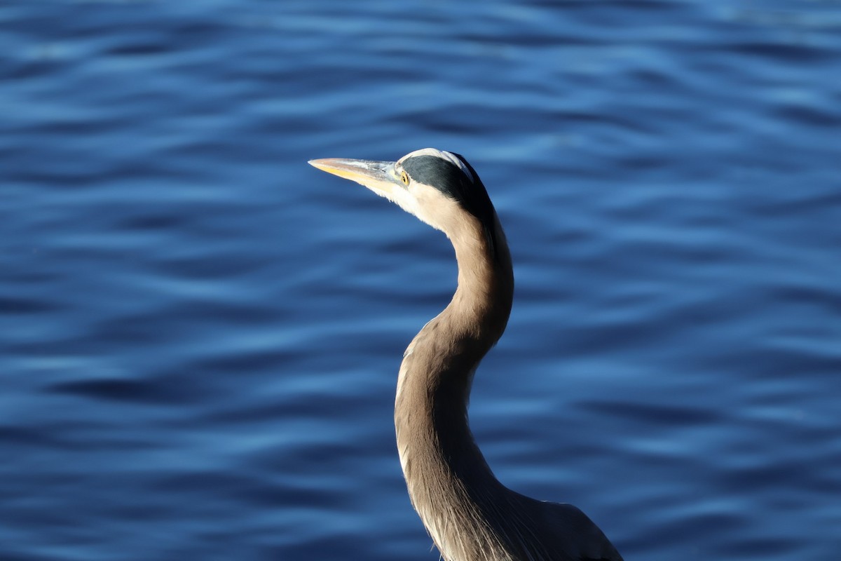 herodiashegre - ML646359802