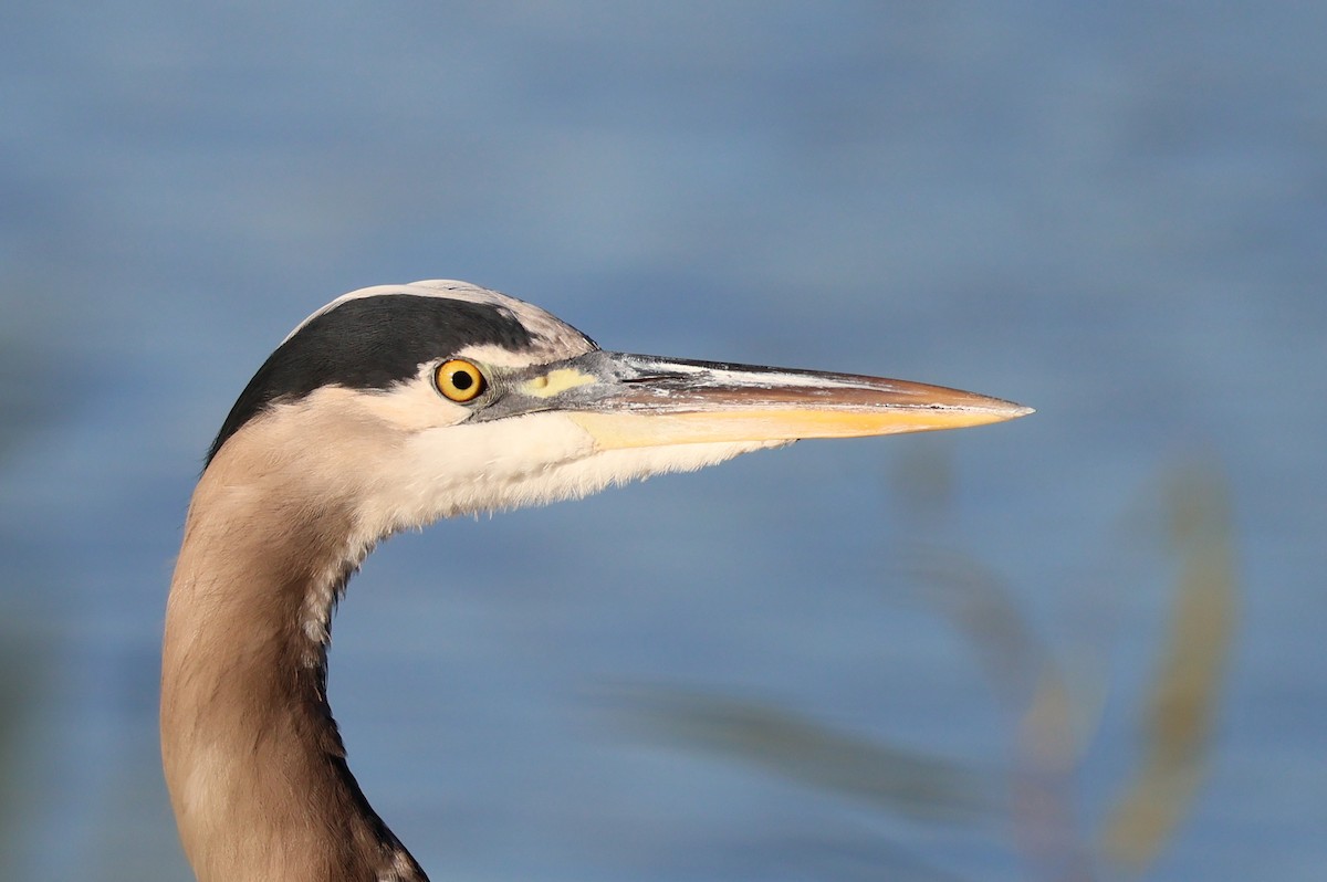 herodiashegre - ML646359803