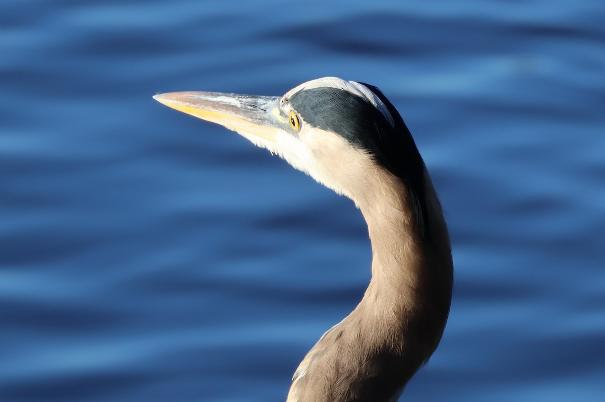 herodiashegre - ML646359804