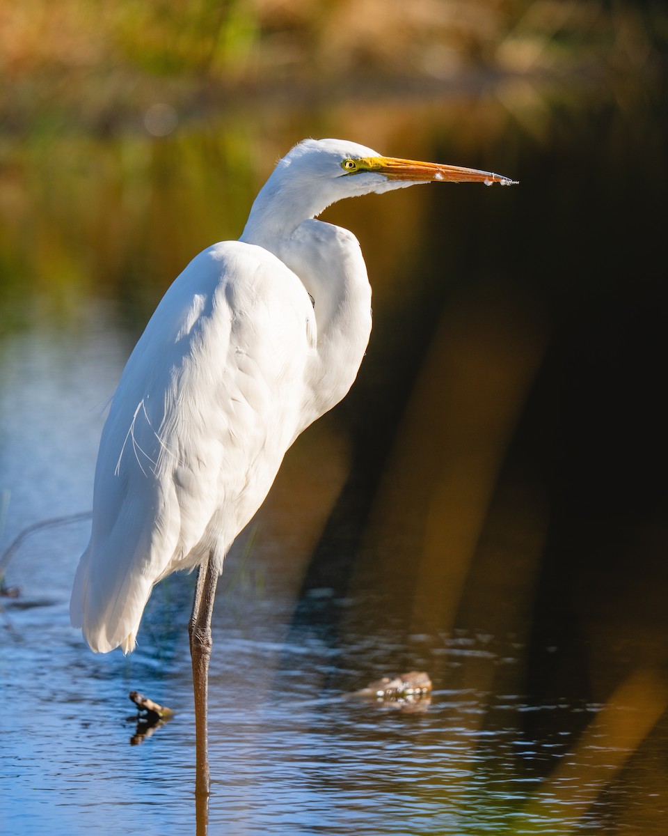 egretthegre - ML646359806