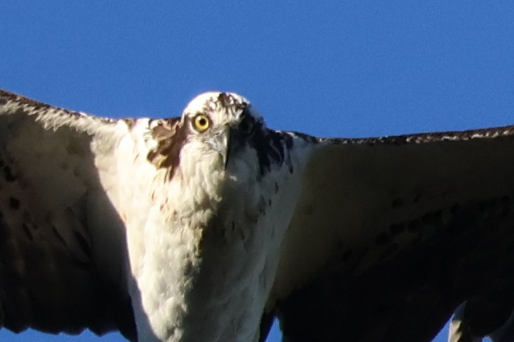 fiskeørn - ML646359808