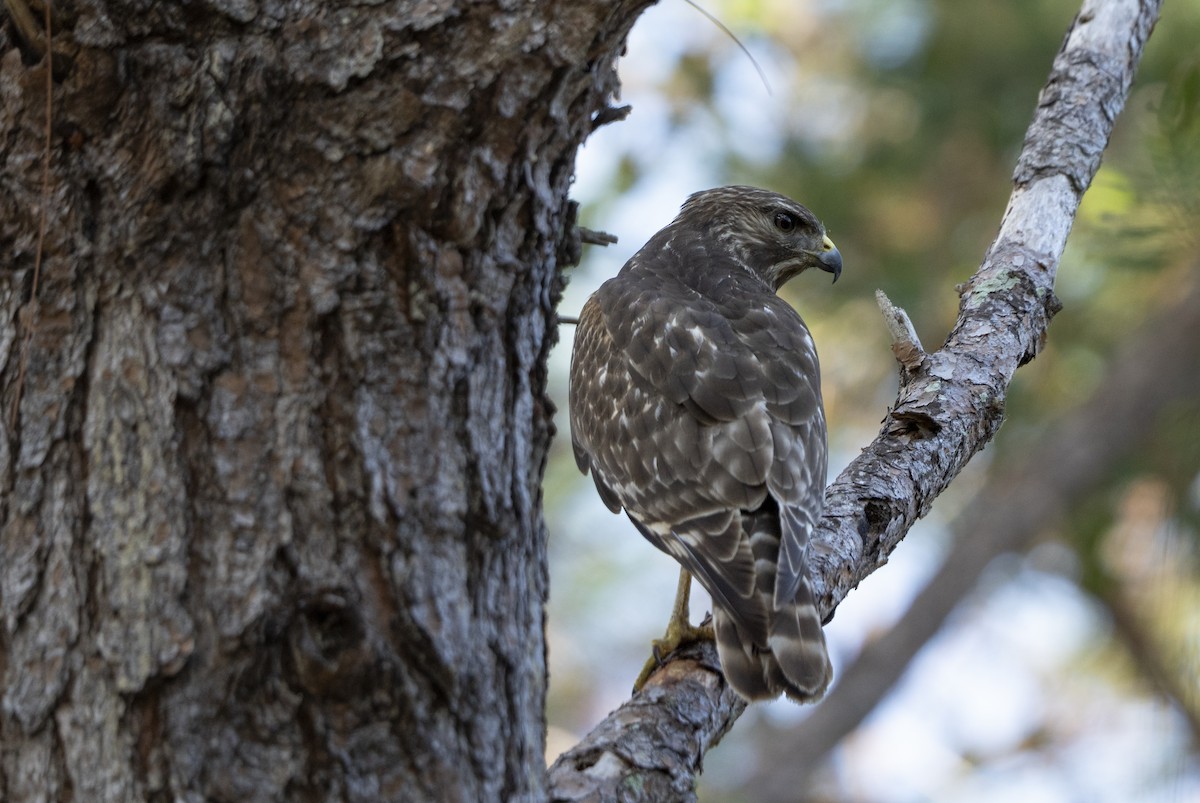 rødvingevåk - ML646359809