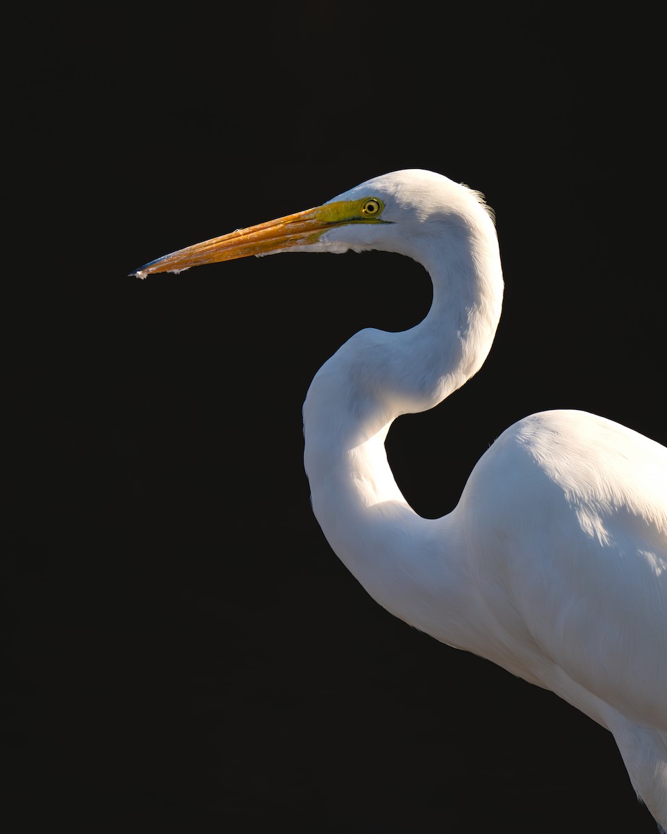 egretthegre - ML646359810