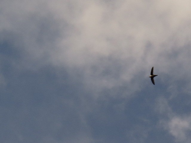 mesaseiler - ML646359812