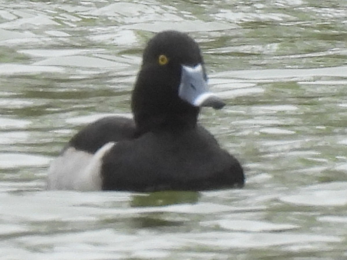 ringand - ML646359815