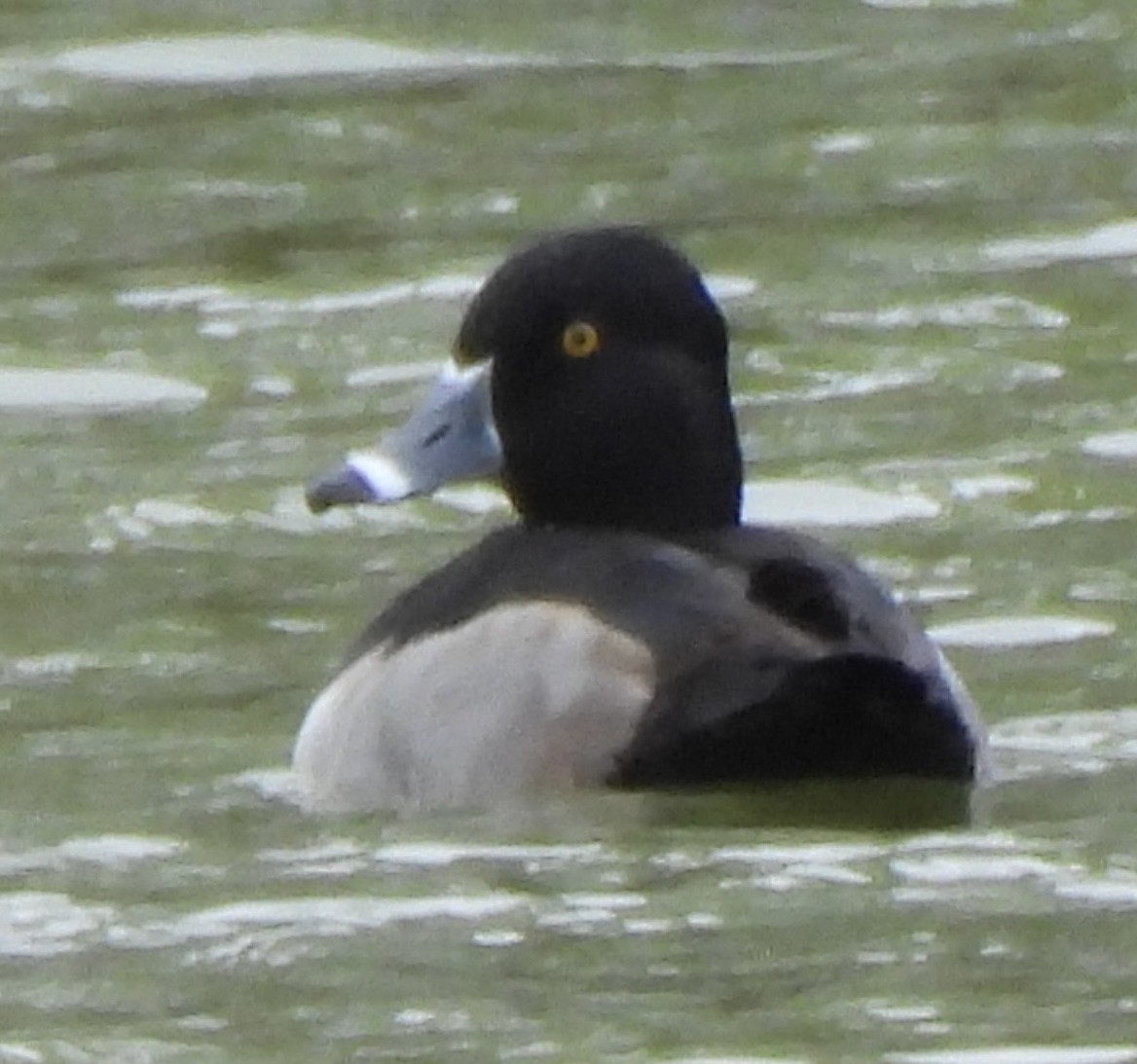 ringand - ML646359816