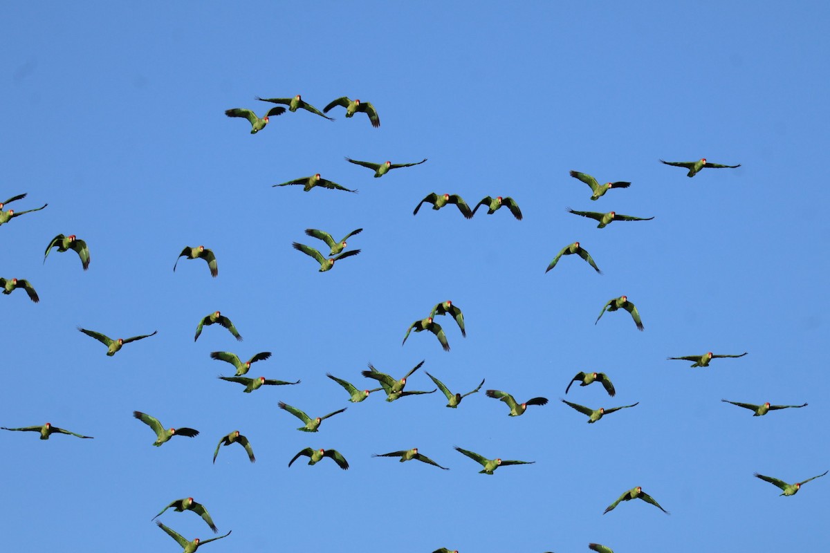 grønnkinnamazon - ML646359819