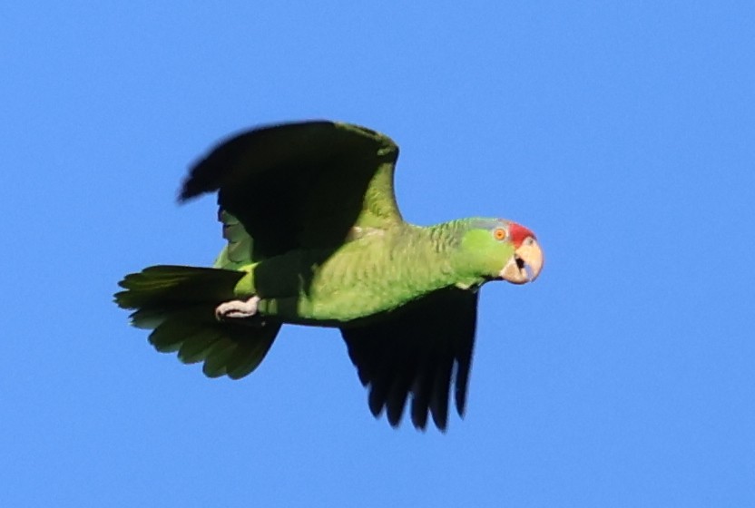 grønnkinnamazon - ML646359820