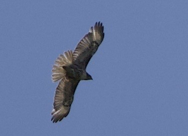 rødstjertvåk - ML646359822