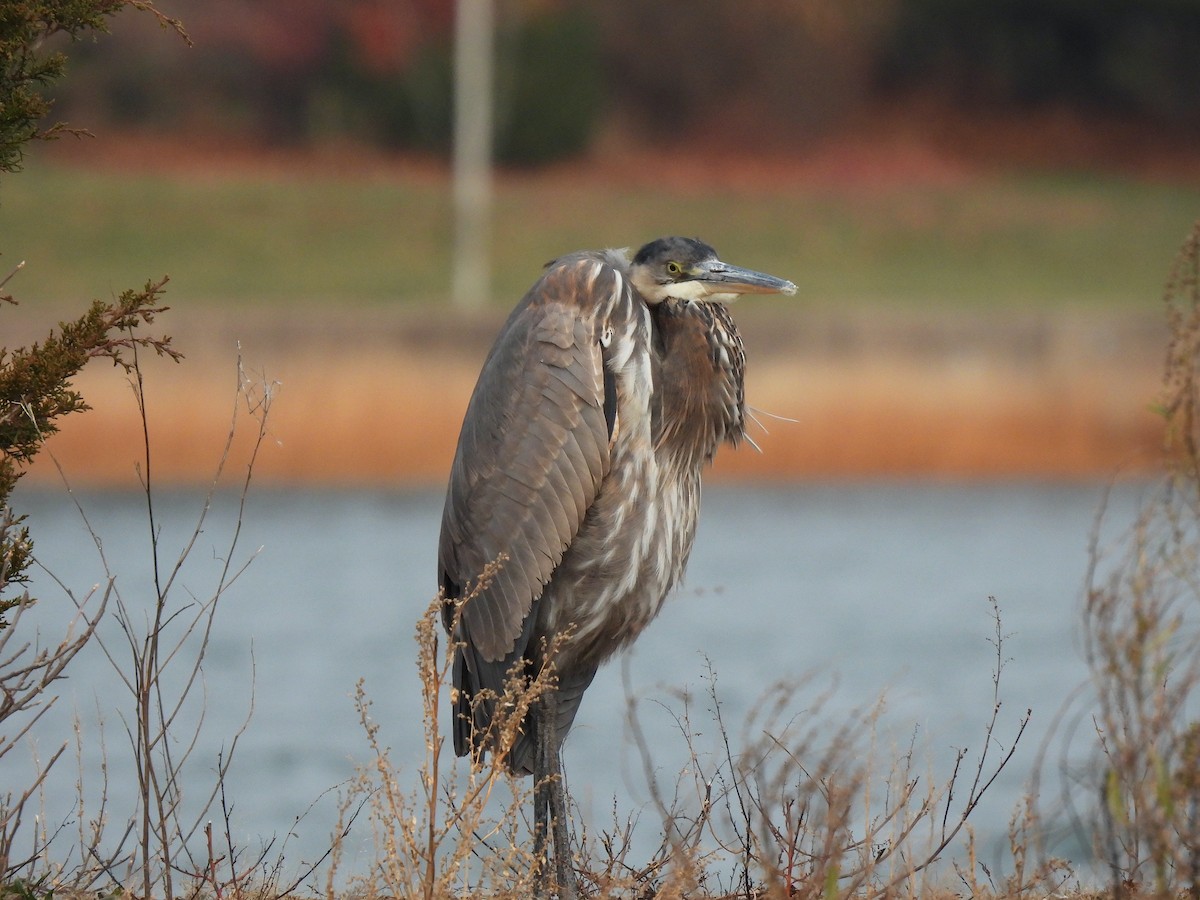 herodiashegre - ML646359823