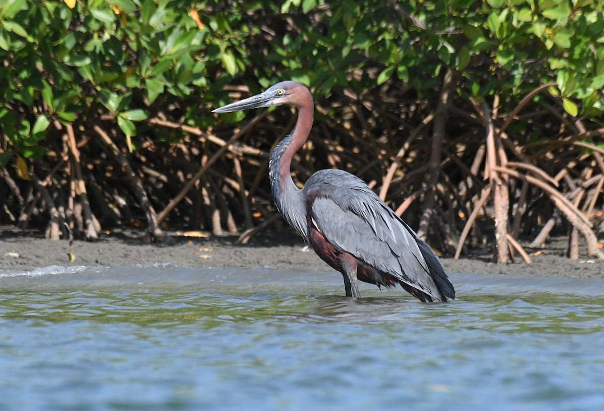 goliathegre - ML646359824