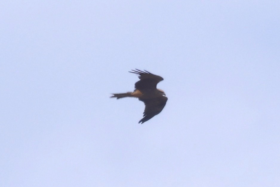 svartglente - ML646359825