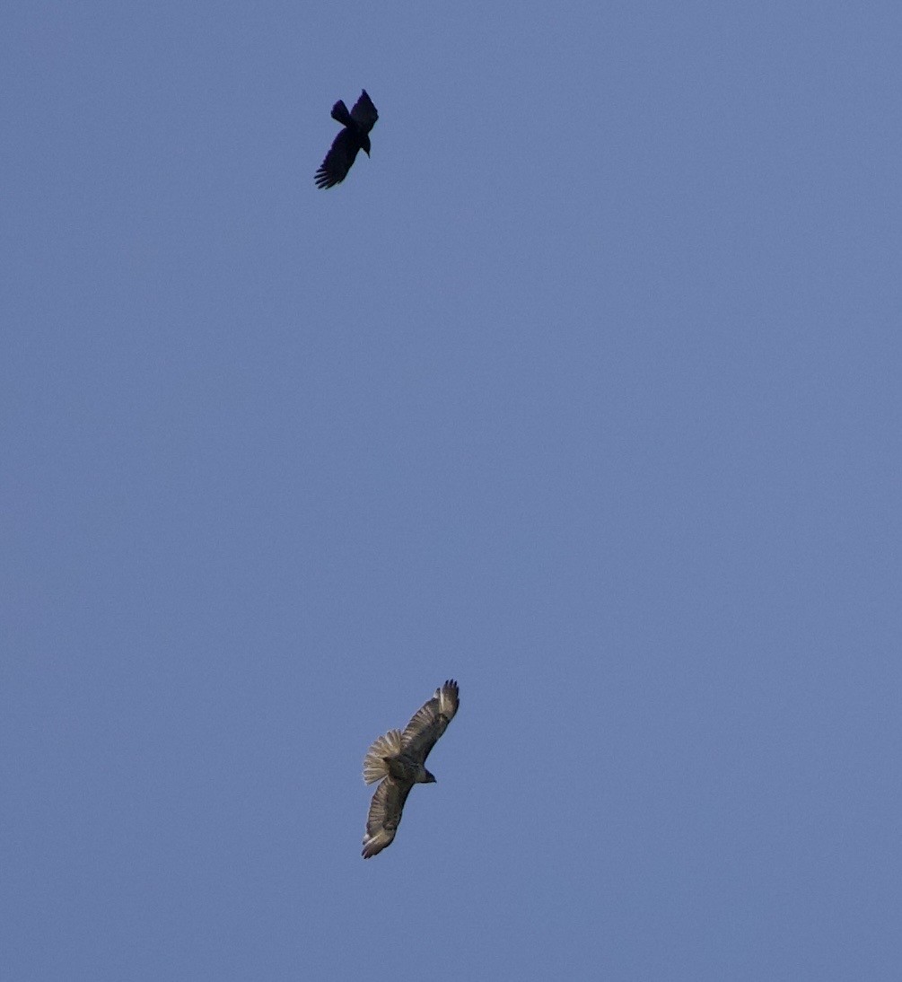 amerikakråke - ML646359828