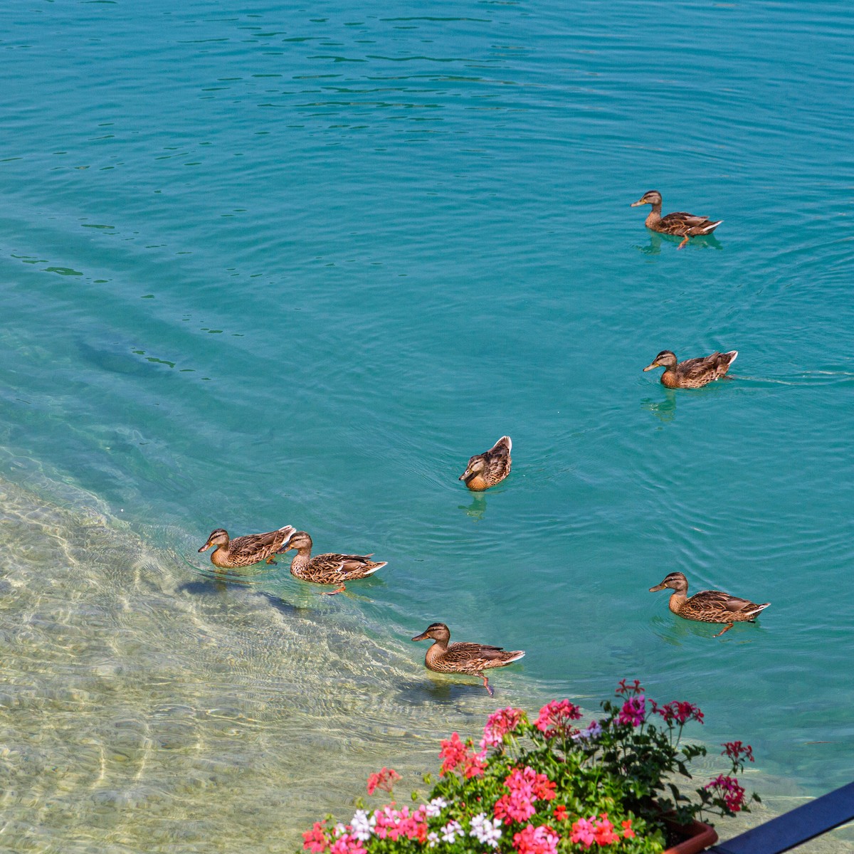 Mallard - ML646359830