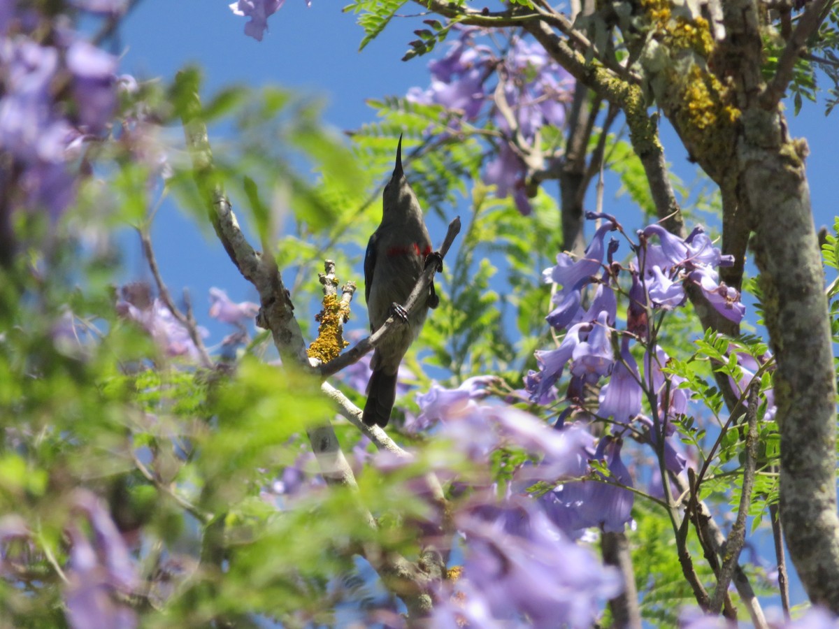 Southern Double-collared Sunbird - ML646359831