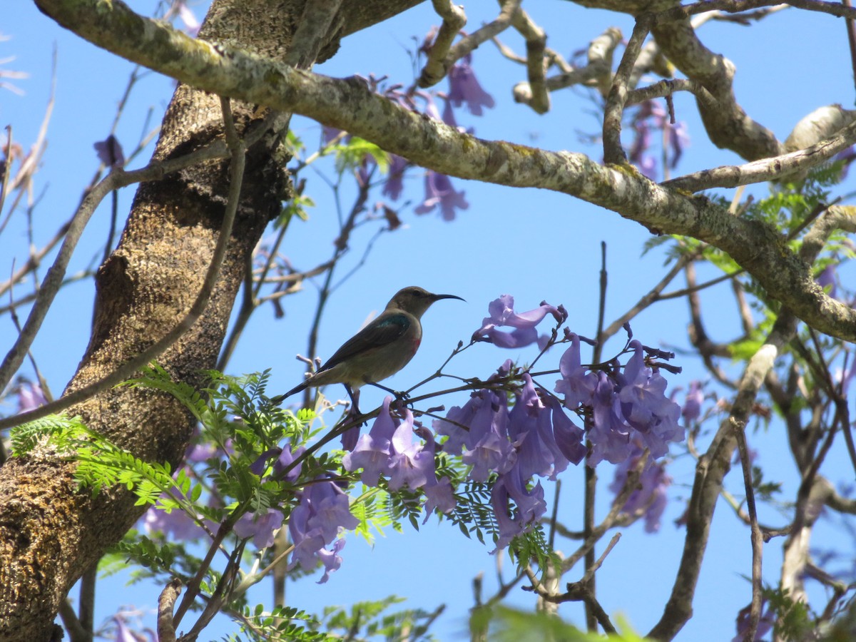 Southern Double-collared Sunbird - ML646359832