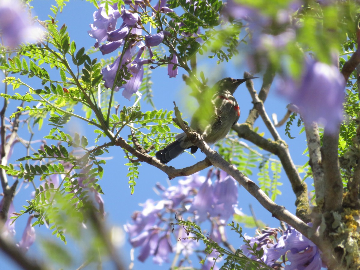 Southern Double-collared Sunbird - ML646359833