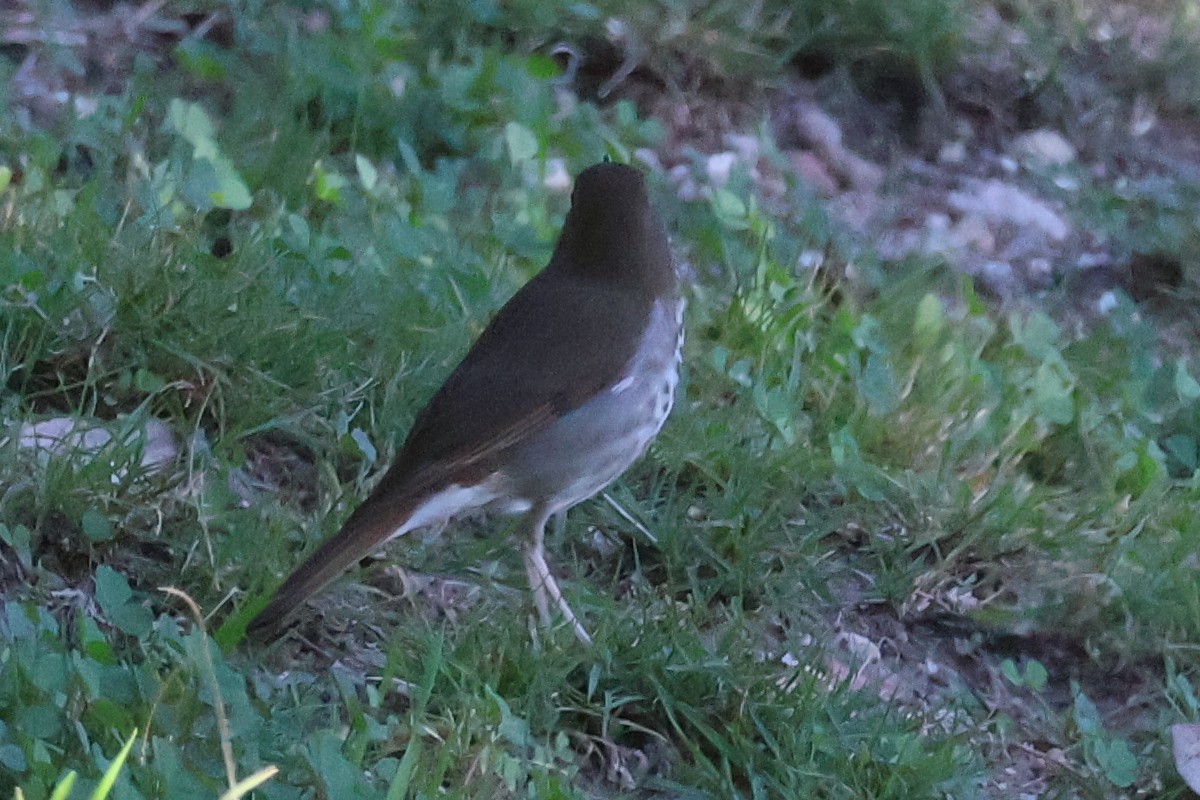 Tordo di Pallas - ML646359842