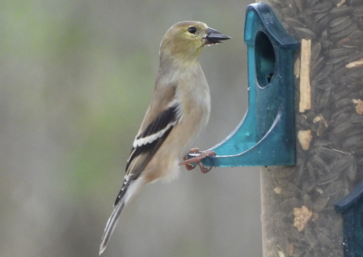 American Goldfinch - ML646359846