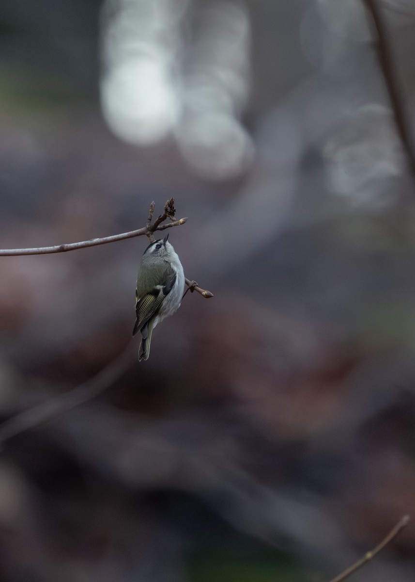 Golden-crowned Kinglet - ML646359847