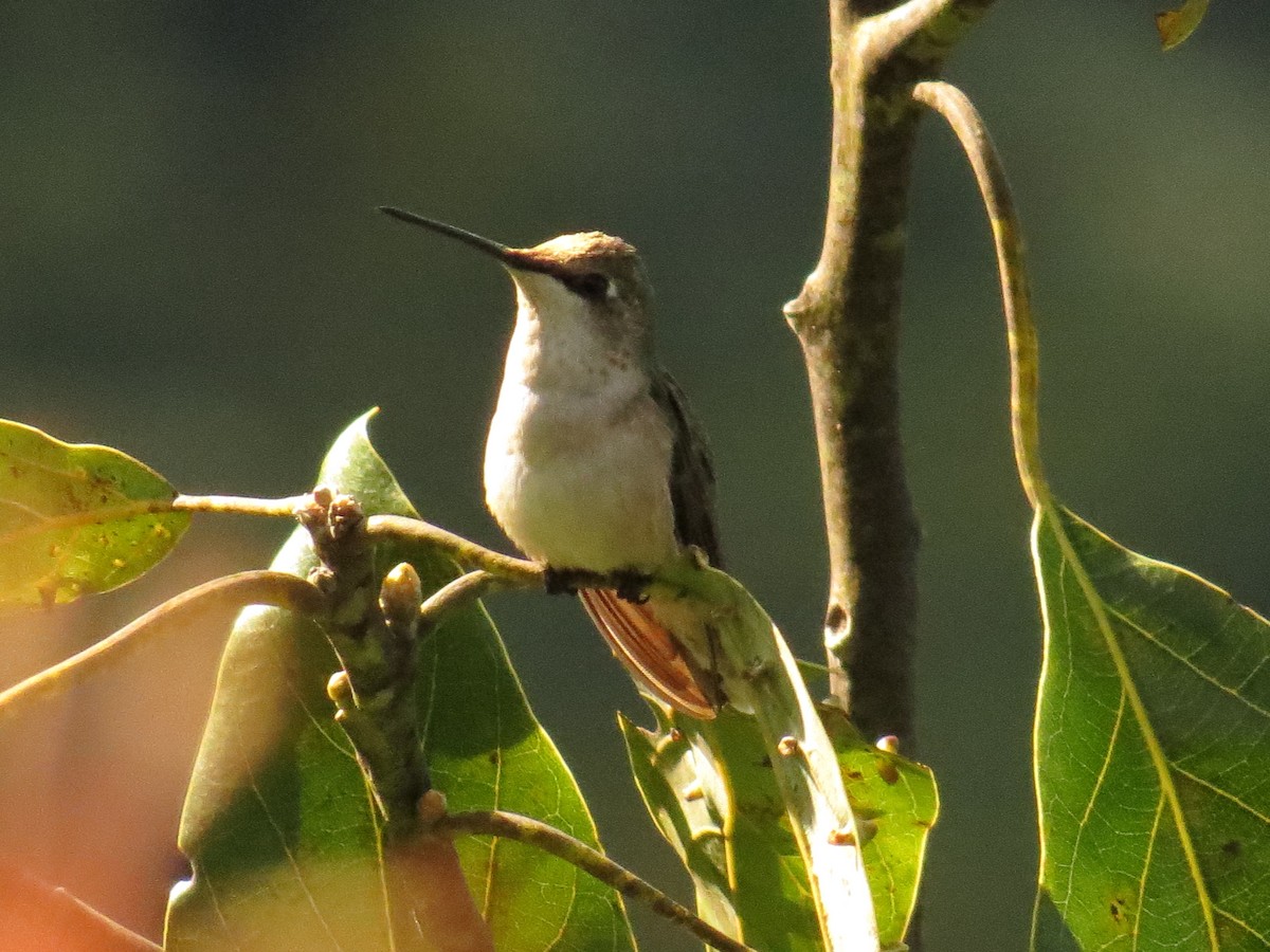 Ruby-throated Hummingbird - ML646359848