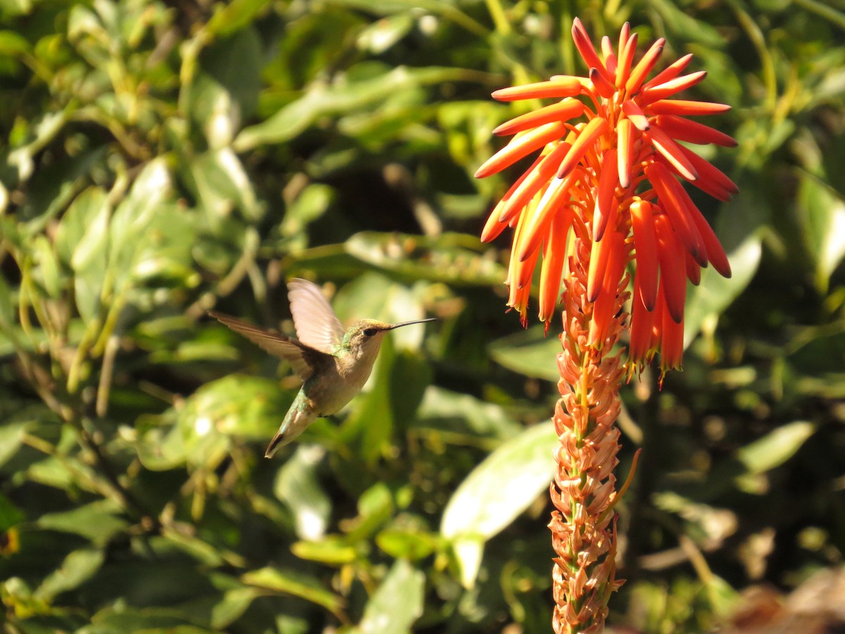 Ruby-throated Hummingbird - ML646359849