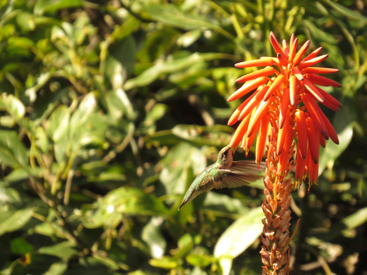 Ruby-throated Hummingbird - ML646359850