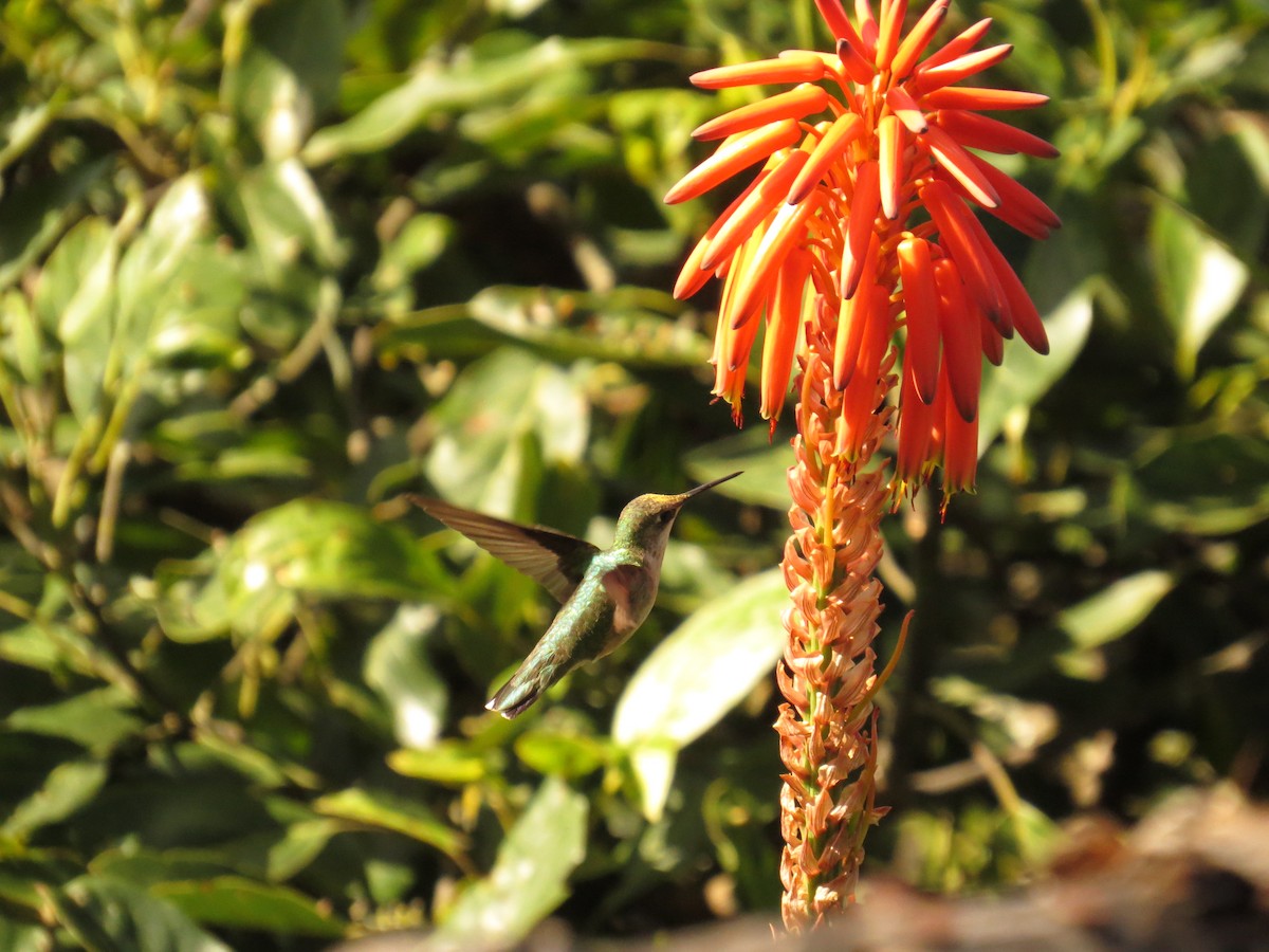 Ruby-throated Hummingbird - ML646359851