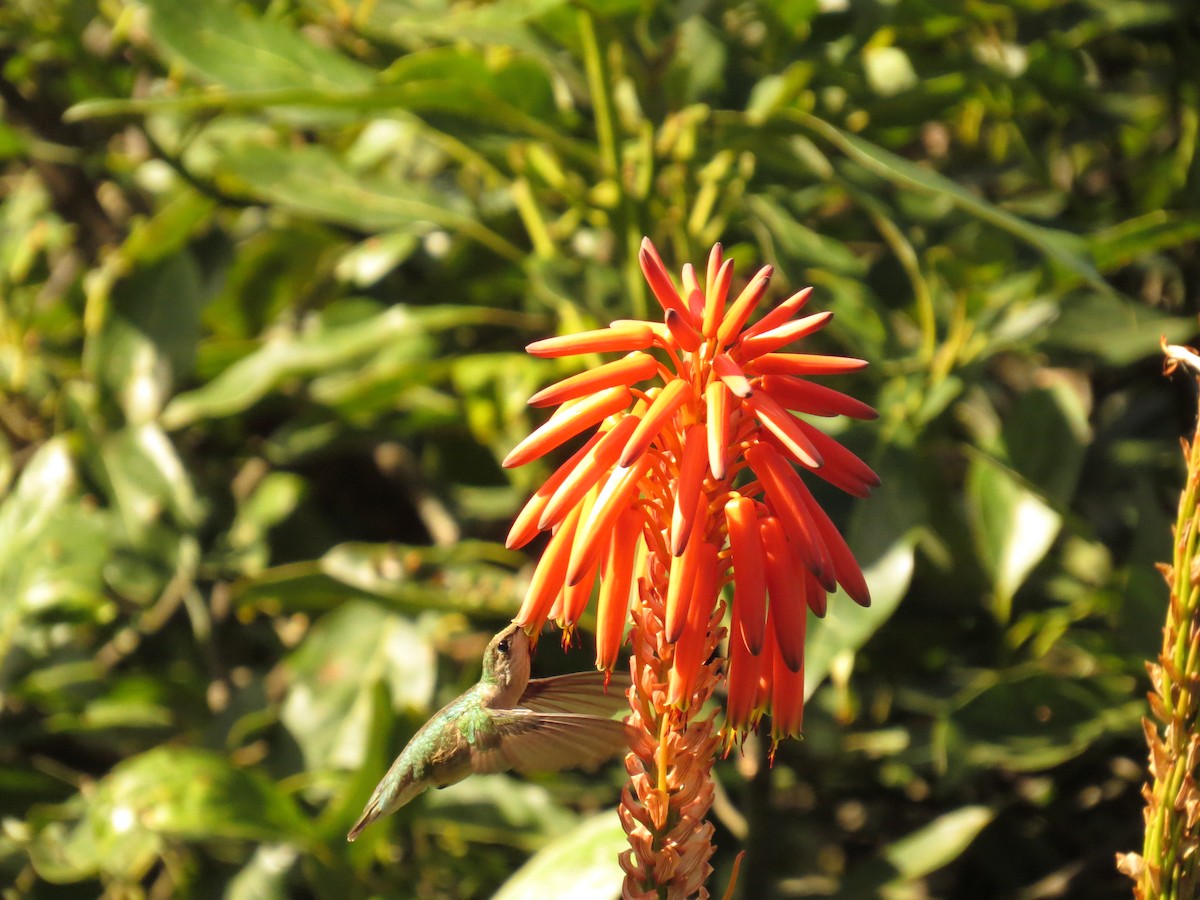 Ruby-throated Hummingbird - ML646359852