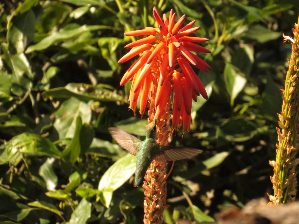 Ruby-throated Hummingbird - ML646359853