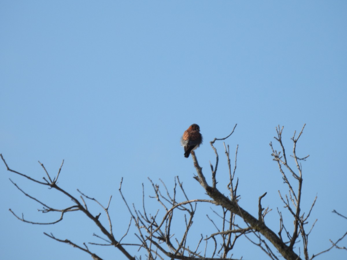 American Kestrel - ML646359867