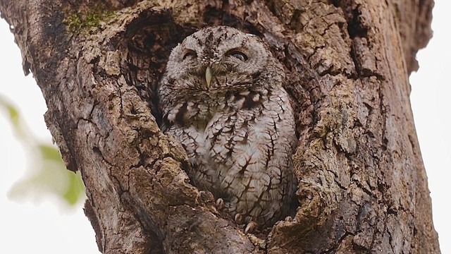 Autillo Yanqui - ML646359868