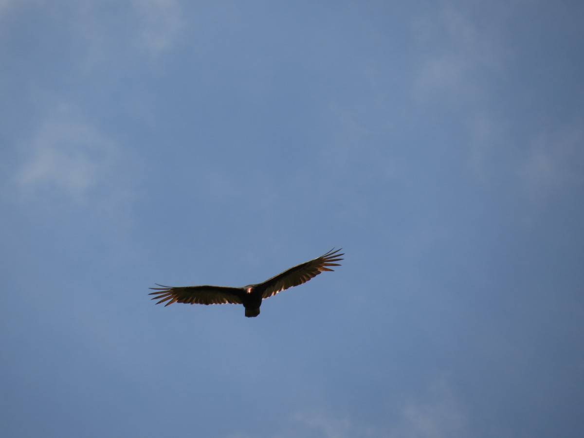 Turkey Vulture - ML646359869