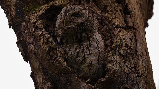 Eastern Screech-Owl - ML646359870