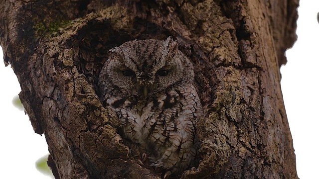 lundugle - ML646359878